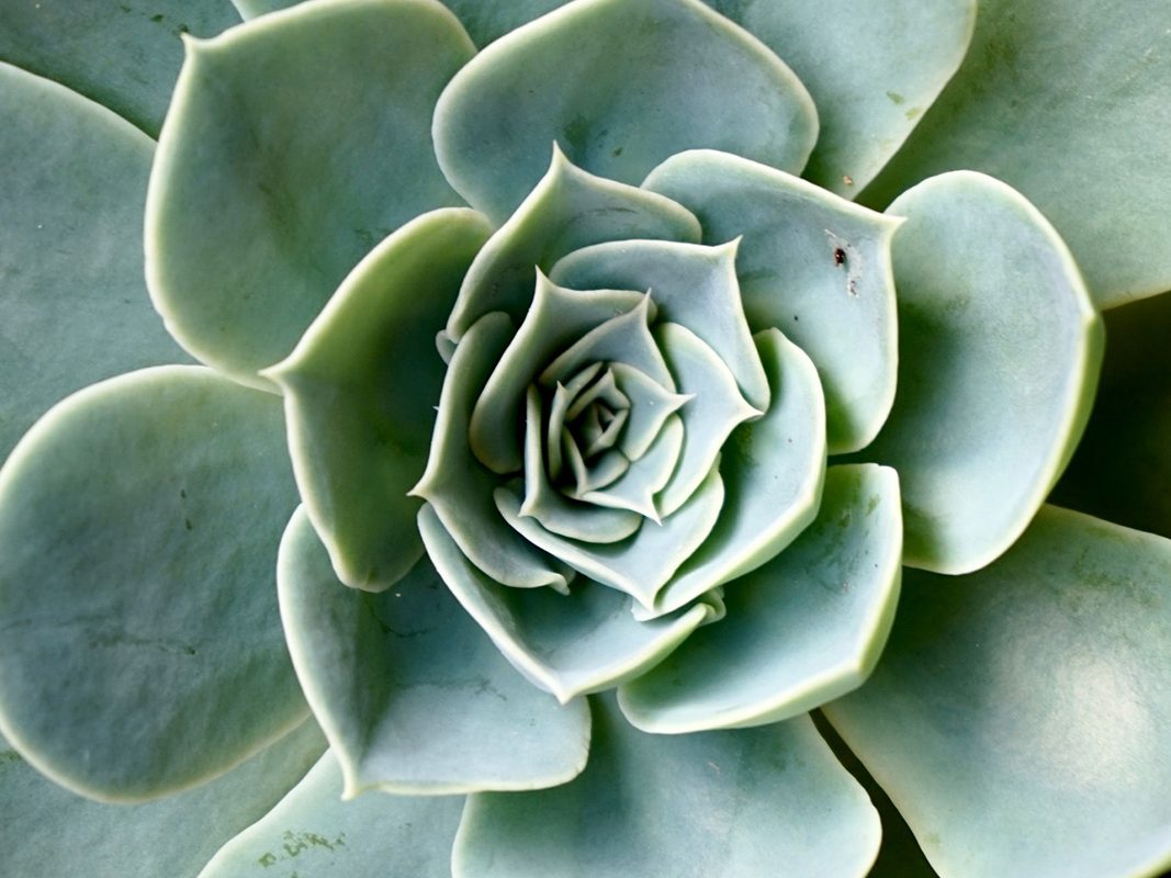 struttura spirale in natura